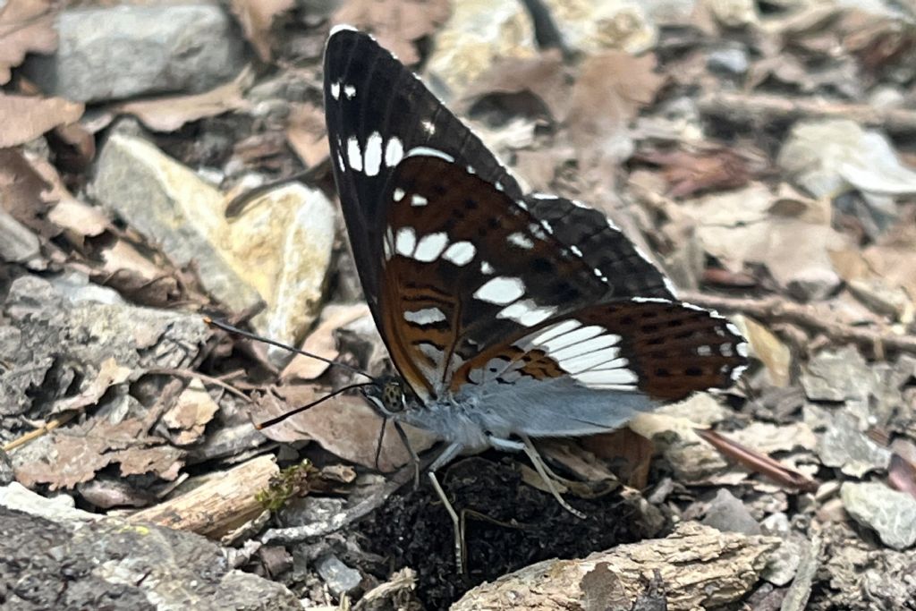 Nymphalidae.: Limenitis camilla